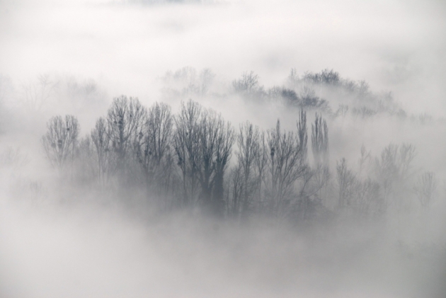 Zdjęcie ilustracyjne - Gęsta mgła nad drzewami