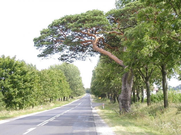 Przyroda Powiatu w oczach dzieci